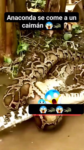 Anaconda se come a un pequeño caimán 😱🐊 #viralpost2025シ #fypシ゚viralシ #animallover #snake #cocodrilo | JorCurioso