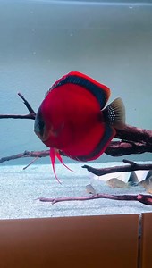 💥💓 Alan Lepore Discus 💓💥 📸 Volkers Discus Paradise Berlin 🇩🇪 | AKVARYUM Bilgi Paylasim