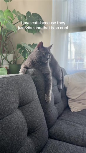 I long to be as unbothered as a housecat #catsoftiktok #catlover #greycat #meow