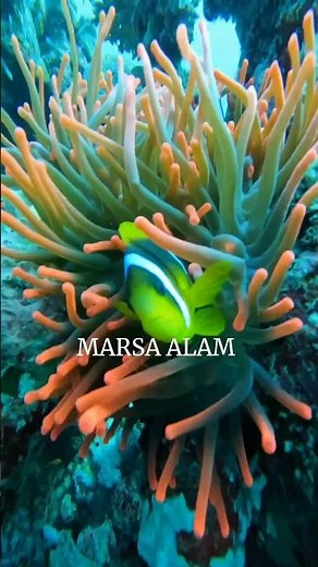 Marsa Alam: Egypt's Aquatic Paradise