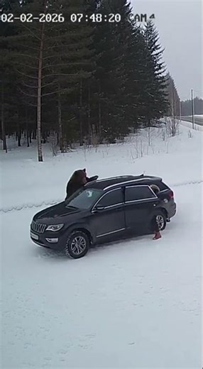 Hug Brown Bear attacks Suddenly #shorts #trend #wildlife