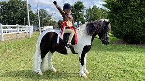 ‘She’s totally fearless’: five-year-old rider is off to HOYS solo with her super Shetland