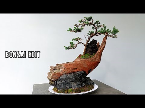 Process Of Making A Juniper Bonsai Tree On A Driftwood| Bonsai Edit