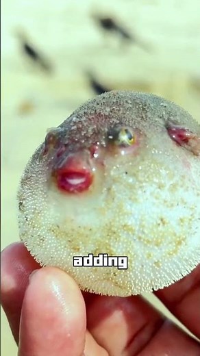 Angry Pufferfish，But why does a pufferfish turn into a spiky balloon when it’s upset?