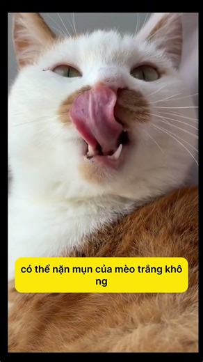 Cat Sen Gets Challenged Daily by Fans! #notapetvn #pets #funny #cat #pet #cute #thucung #meocung