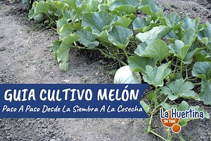 Como Cultivar Melón En El Huerto La Guía Completa - La Huertina De Toni