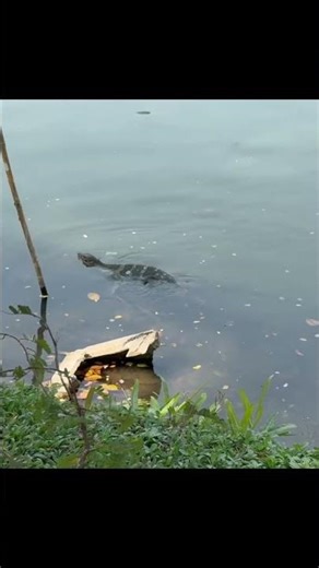 Baby dragon swimming in sw Florida