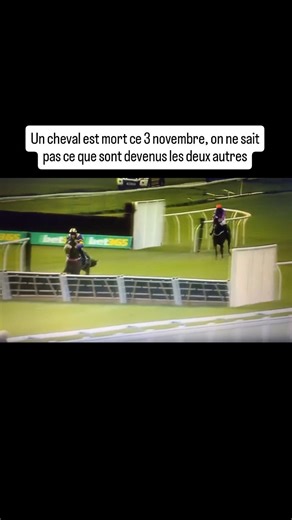 Le cheval Irish Hill est décédé à Plumpton lors d'une course de haie. Deux autres chevaux sont tombés à Hereford. D'autres encore n'ont pas terminé la course. La vie d'un cheval vaut-elle moins qu'un morceau de papier ? La réponse est oui, pour beaucoup. Et c'est d'une tristesse absolue. #chevaux #horse #horseriding🐴 #horseracing #courseshippiques #protectionanimale #animaux #chevauxdecourses #pursang #plumpton #hereford | FUTUR ASSO