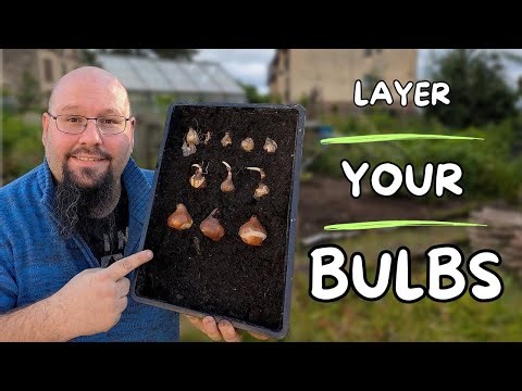 Layering My Bulbs for a Big Spring Display - The Lasagna Method