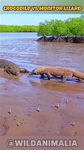 Crocodile vs Venomous Monitor Lizard – Epic River Battle Caught on Camera! #wildlife #viral #animals