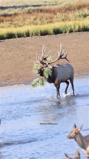 My favorite moment from September. 🩵 #elk #elkcountry #lake #elkbugle #bugle #wapiti #bigbull #wildlife #coloradowildimages #reelsviralシ #reelsfypシ #reelschallenge #reel | Colorado Wild Images