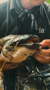 next CATCH & COOK MALAYSIA ; “Beast meet Beast” soon.. | Adzrul Ad Adnan