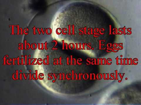 Sea Urchin egg developing until gastrula