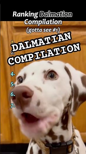 DALMATIAN CORE #dogs #dogvideos #dalmatian #dogfails