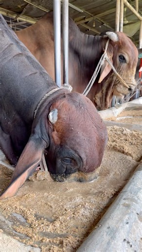 Eating food.#cow #food #eating #health #ytshorts