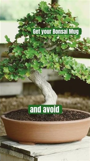 Simple oak bonsai pruning guide ✂️ #oakbonsai #bonsaiprune #bonsaicare