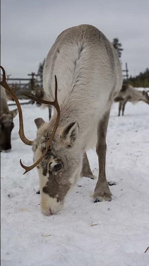 Heutiger Ausflug zur Rentierfarm in Finnland 😍🇫🇮