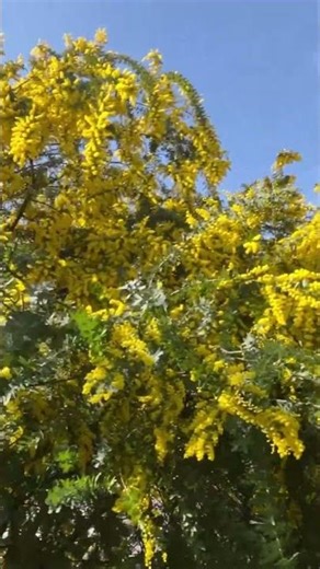 Beautiful Yellow Mimosa Flowers in Japan