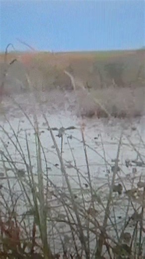 Tip Of Day: It Can Get Expensive #duckhunting #shorts #mojodecoys