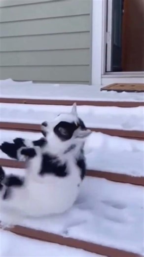 The best funny animals of the day 🖐️😂 #funny