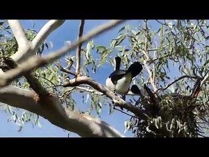 Tropical Treks: Nesting Pied Cormorants, Noosa River, calling