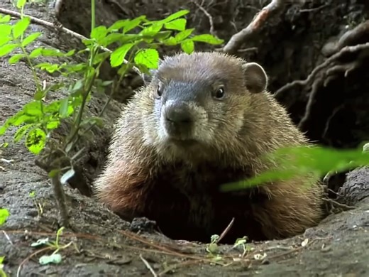 True Facts About the Groundhog