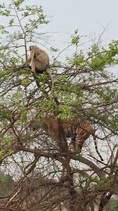 #dogsandpupsmagazine.com | Dogsandpupsmagazine