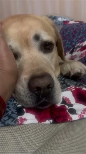 Cutedog #labrador #viralvideo #shorts #status #song#funnydog