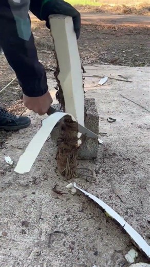 Unveil the Sun's Beauty: Spring Showcase