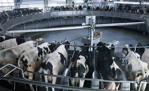 €6.25 Million investment for cheese startup Those Vegan Cowboys