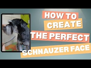 Schnauzer Face Trim Tutorial ✂️ | Perfect Beard & Eyebrows Step-by-Step | Pet trim🐶