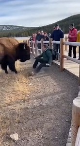 BREAKING: Tourist injured after getting too close to a wild bison in a U.S. National Park 🚨 #Bison #BisonAttack #WildlifeEncounter #NationalPark #ScaryMoments #WildlifeVsHuman #NatureIsWild #RealFootage #BreakingNews #CaughtOnCamera | Tourons of National Parks