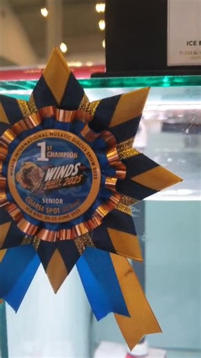 Chens Discus UK on Reels