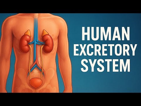 Human Excretory System | Class 12 Biology | Abhishek Sir | eeze your Study