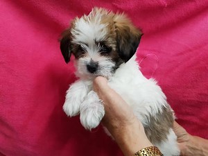 Papillon x Maltese | Puppy Pad
