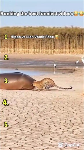 The best funny videos ever 😂 #funny #comedy #epicfails