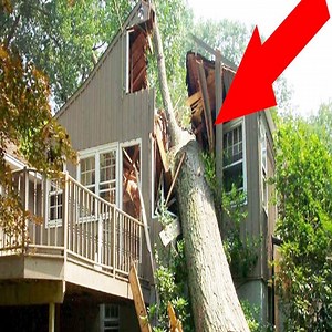 282K views · 1.7K reactions | Extreme dangerous tree falling fails Cr: Big World | Big World | Facebook