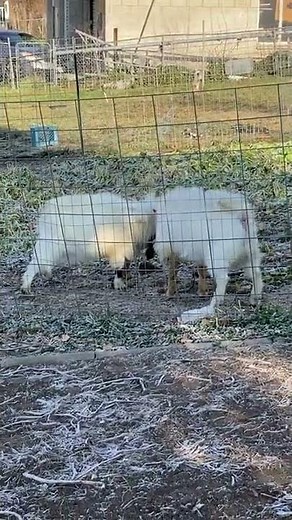 #shorts Billy goats head butting eachother