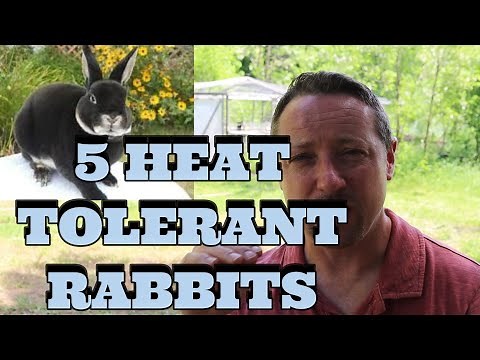 5 HEAT-TOLERANT RABBIT BREEDS & A FEW MORE