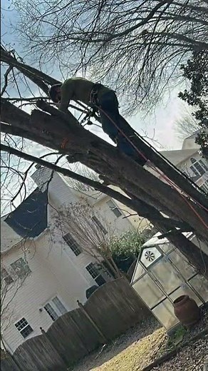 Trimming Bradford Pears in Greenville, SC! Call Cherrywood Tree Service at 864-586-8621 today.