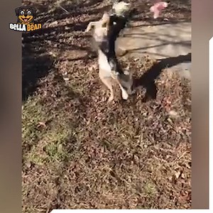 Bloopers And Bark | Bella Bean