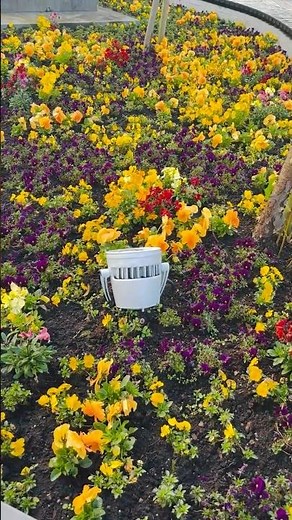 Spring flowers in Ireland #springcolors #flowergarden #springseason #flowerseason