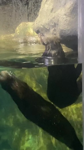 13K views · 475 reactions | Check out these grooming otters! 簾 Sea otters, have the densest fur in the animal kingdom: up to 1 million hairs per square inch of skin! The fur is a combination of long guard hairs and shorter bundles of woolly underfur honeycombed with millions of tiny air pockets that hold in body heat. To keep the body heat in and the cold water out, the fur must be meticulously groomed. | Shedd Aquarium | Facebook