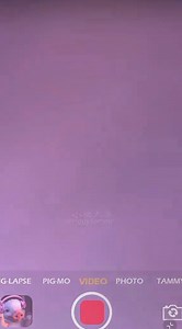 Piggy dance 🩰 🍿😅 #friendlyᥫᩣシ #highlightsシ゚ #animals #pigeon #dancechallenge | Richard Page