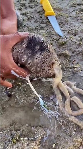 Incredible Sea Cucumber Cleaning and Preparation! 🌊 | Sea Creatures Secrets