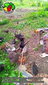 14K views · 93 reactions | Native fowl Part 4 | broda_vegetables | Facebook