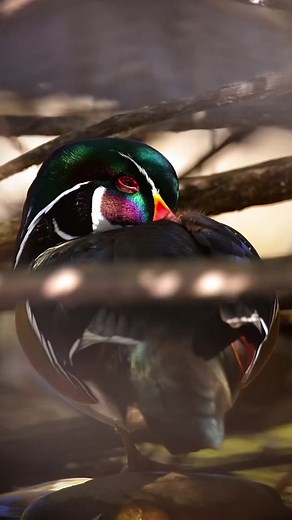 Breathtaking Ducks Unlimited Conservation Video by Brandon
