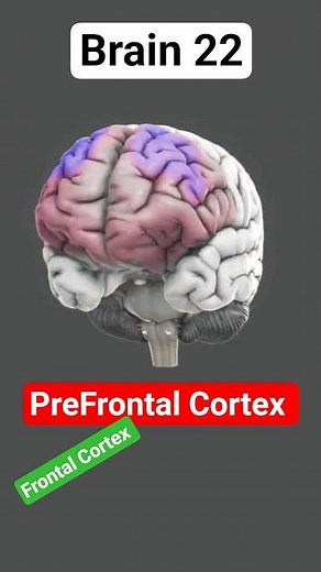 Brain Prefrontal Cortex | Brain - 22 #brain #frontallobe #prefrontalcortex
