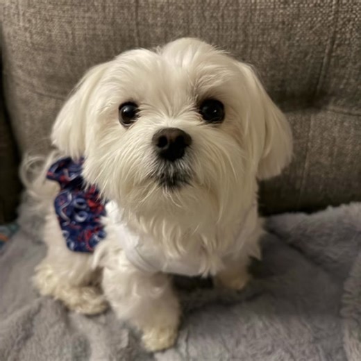 🐾 Hopey’s Highlights – Thursday, September 11th, 2025 ✨ “Thrilling & Thankful Thursday: Paws, Pause & Remembrance” 💜🐶🌸 Hiya frens 💜🐾 Today is a different kind of Thursday. Instead of just wagging into the weekend, Crazy Mommy and I are taking a solemn moment to pause, remember, and honor. 💜🙏 Twenty-four years ago, so many lives were lost and changed forever. 🌹 Today, we stop the sparkle for just a moment to send love, prayers, and gratitude to the heroes, the families, and the angels wa