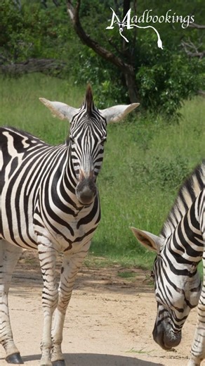Zebra in the Kruger National Park, South Africa.
